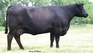 steers. If your cattle need to be wider and stouter with more rib shape this bull will help.