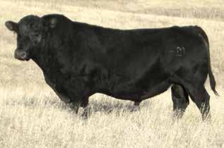 Full Bore Sons Cole Creek Full Bore 730 - Age 7 With quite a bit of history and a lot of daughters in production, Full Bore is our standby Angus bull for adding length and performance to cattle while