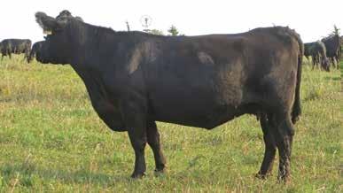 Full Bore progeny greatly excel his EPDs in terms of feedlot performance, the steers are high-gaining and the daughters have great maternal instinct and will contribute sons to this sale for many