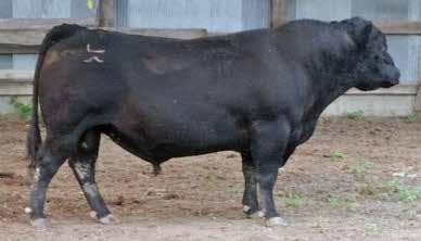 37 %Rank 75 80 65 75 95 40 95 75 95 65 Cole Creek Full Bore 730 18 Dam of lot 18 as a wet 2yo heifer, also 3/4 sister to lot 29 CFC Double Barrel C65 AAA 18977535 Angus BD 2/28/2016 Cole Creek Black