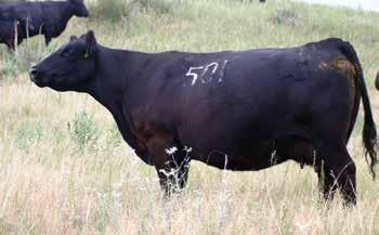 Sitz Dash Sons Sitz Dash 10277 - Age 10 Dash is a highly-proven A.I. calving ease sire that is Gail s favorite heifer bull ever.