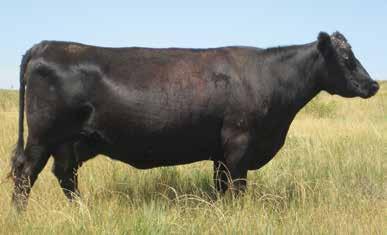 Game Day Sons GDAR Game Day 449 - Age 13 Time-tested and proven high accuracy calving ease sire that offers solid marbling and ribeye.