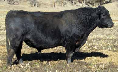 With over 1600 daughters in production he reports a weaning output projection ($W) in the top 10% while having a cow input savings projection ($EN) in the top 2%.
