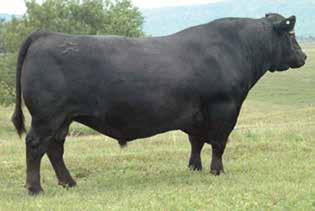 docility, base width and performance. You will be hard pressed to find a bull anywhere that sires more length than XXP.