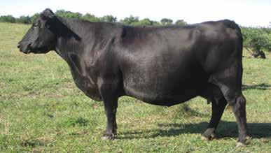 and then have the ability to raise a big steer calf that will hang heavy on the rail and do this into their teens. CED BW WW YW CEM Milk MW CW Marb RE EPD 2 1.3 57 103 12 11 37 47 0.66 0.