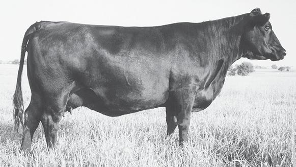 Q A S Traveler 23-4 CFC Dynamo X61 AAA 18977539 Angus BD 3/1/2016 BR 9 @ 105 NR 9 @ 107 YR 9 @ 106 This extremely long-bodied and docile bull comes from a proven pedigree that will give you no