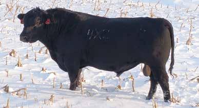 To the best of my memory his dam has never had a heifer calf that was not kept or a bull that did not make the sale.