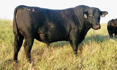 You will start to see many of his sons showing up for sale across the country. Not many will be out of cows as good as this one. Dam of lot 29 at 11 years - CFC-JGM Dixie Erica 796P CED 2 BW 0.