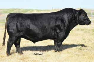 Pioneer Wave Sons B3R Pioneer Wave Y409 - Age 6 Pioneer Wave is an outcross sire combining the calving ease of the Final Answer sire line with the carcass strengths of Gardens Wave on the bottom side