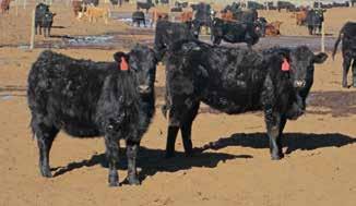 Heifers Kiley & Caitlin Roundtree - Parks, NE Kiley Cell: 308-340-1718 35 head of March 1 to April 5 born commercial SimAngus heifers sired by SS 1/4 & 1/2 Simmental bulls including the genetics of