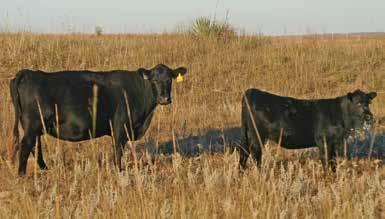 Tanker Sons & Grandsons CAUTION: EPDs on SimAngus bulls can NOT be directly compared to the EPDs on the Angus bulls. They are calculated separately by each association.