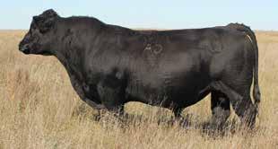 He is gentle as can be and is the perfect blend of the signature Tanker mass and the flawless structure of his dam. We are using him A.I.