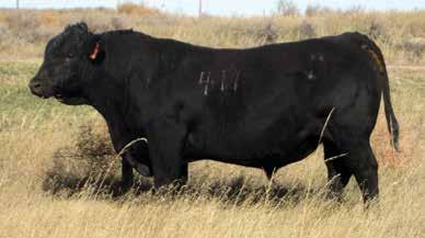 He is really 3 dimensional and stout, and is bred very similar to lot 42 - you can see it when you look them over. His dam is a standout cow that raises a quality calf every time.