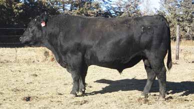 This Superman son s pedigree lines up nicely with the Tanker sons and grandsons, and we think you will agree that these bulls out of our herdsires rank right with any of the AI sired cattle.