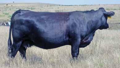 A true multipurpose sire that should do equally well at beefing up a set of steer calves and putting heifers into the repacement cut, put him on the short list.