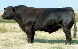 Trinity Sons Hooks Trinity 9T - Age 10 Trinity is a calving ease Simmental sire offering multi-trait excellence.