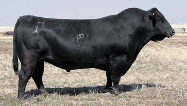 His progeny are attractive and well balanced with lots of muscle shape and ample length.