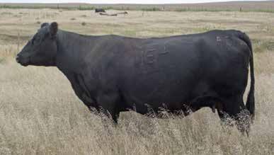 54 Homozygous Black, Homozygous Polled. Weighmaker is a sale feature. Born to a proven 5-frame 1350# dam who produced the top-selling bull in last year s sale going to Sam Lee.