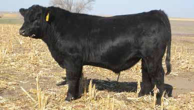 On paper his projections are well balanced and place him in the top 25% for both the all-purpose and terminal index. We have cows A.I. d to him and plan on offering his sons to you in 2020.