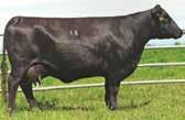 64 54 pictured in December Dam of lot 54 - C F C Lady 1E4 ACW Ironhide 395Y - Age 6 Ironhide is a bull we sampled to bring in the genetics of his sire, the Lock N Load bull whose semen is very hard