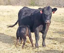 His early proof shows him to be a calving ease sire and his pedigree promises attractive, productive and good uddered daughters.