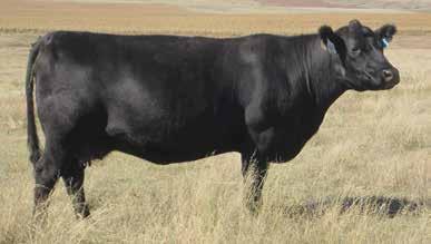 A 3-star heifer bull that ranks in the top 15% of SimAngus cattle for both CE and carcass weight - a unique and profitable combination.