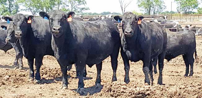 9R Land & Cattle steers on feed at 4+ Feeders prior to harvest in June Where to find the cattle Angus Bulls Page 8-18 Heifers Page 19 SimAngus Bulls Page 20-27 4+ Feeders Custom Cattle Feeding