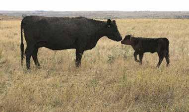 Explanation of Terms CAUTION: EPDs on Angus bulls can NOT be directly compared to the EPDs on the SimAngus bulls. They are calculated separately by each association.