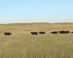 After wintering on corn stalks the yearling bulls go back to grass and are supplemented with mineral only for the summer and fall.
