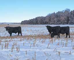 Our fall cows and heifers are calved 20 miles from home and checked once daily or less often at times.