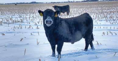 Emblazon 702 Sons C C A Emblazon 702 - Age 10 702 is a proven calving ease bull whose pedigree is full of legendary maternal sires.