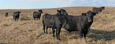 The females appear to have the rib shape and fleshing ability of the Emblazon cattle with a little more length, style and correctness from Right Time.