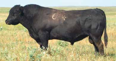 Emblazon 702 Sons 5 Dam of reference sire C C A Emblazon 702.