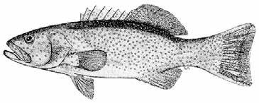 17.2 Biological status 17.2.1 Coral trout Line drawing: FAO Stock assessment No formal stock assessment has been conducted for coral trout in the TSRLF.