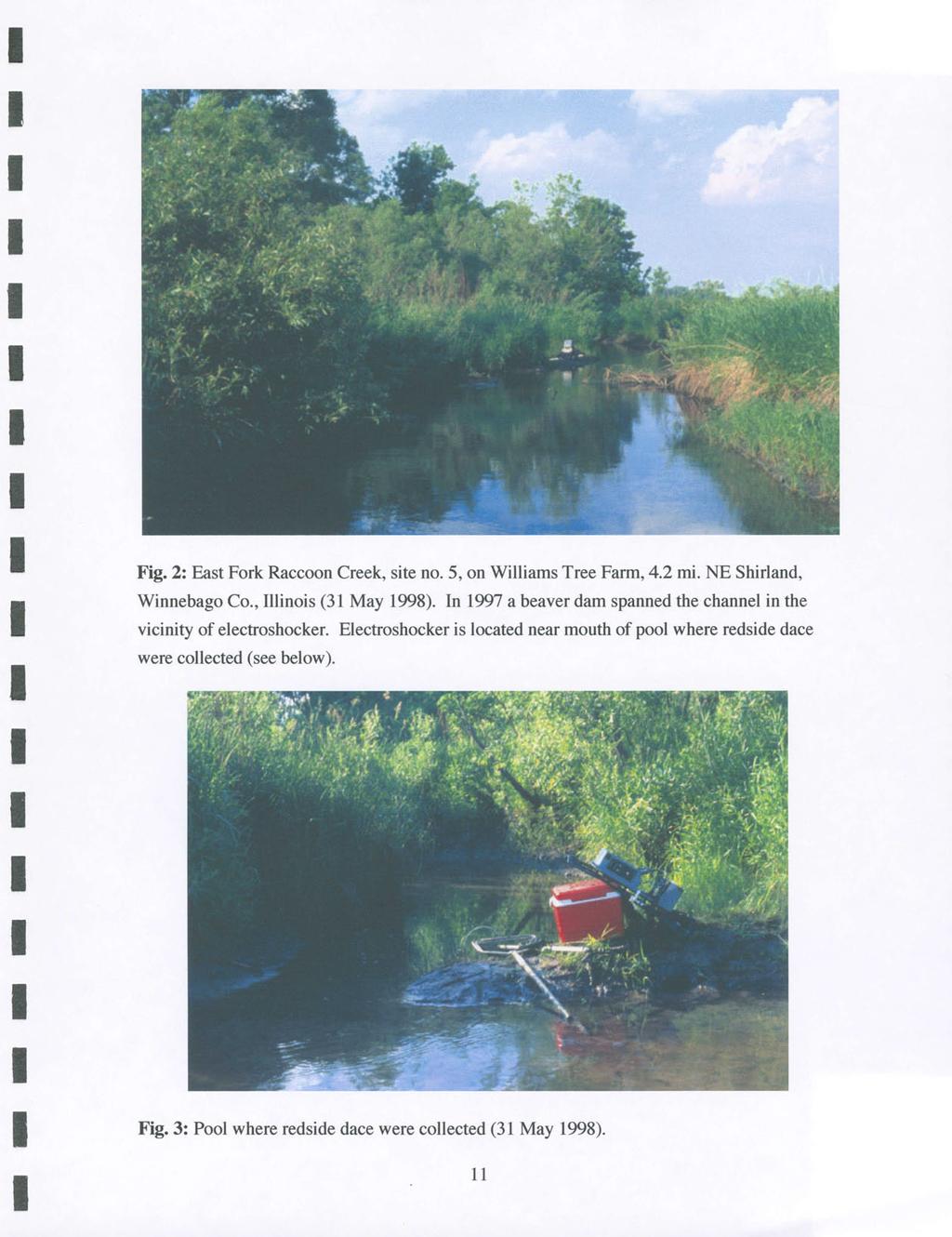Fig. : East Fork Raccoon Creek, site no. 5, on Williams Tree Farm, 4. mi. NE Shirland, Winnebago Co., Illinois ( May 998).