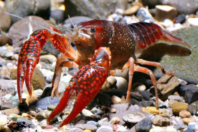 Non-native Crayfish Native (ICS) and Non-native (NICS) Only one