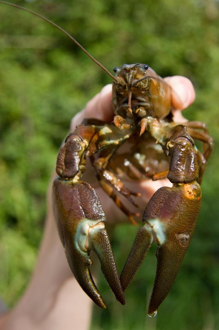Effects of Signal Crayfish Major cause of decline in white-clawed crayfish Competition More fecund