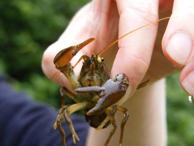 Why invest in native crayfish conservation National populations focused in north and central Duty Regional importance Why