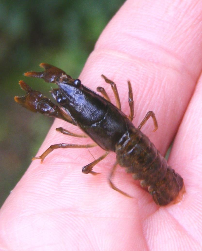 What Can You Do to Protect Crayfish? Already are!