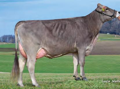 5 193 Daughters Rel 91% HARDROCK - daughter Joy 193 daughters depth balance cleanness 102 113 118 94 light heavy small large 98