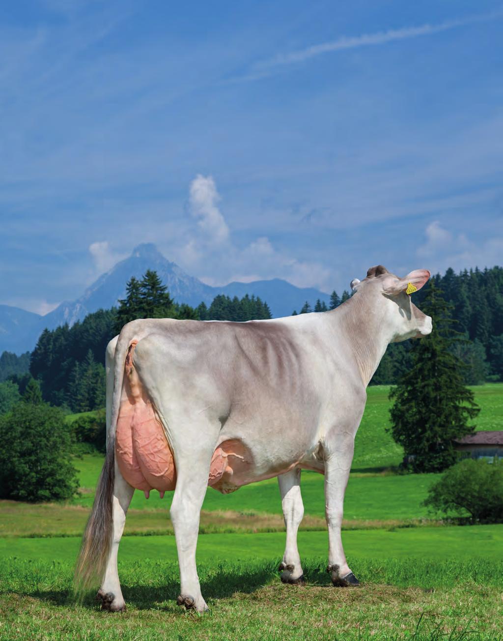 BROWN SWISS Profit from the largest and