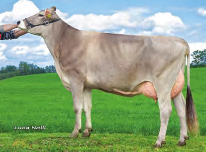 041 3,98 3,55 907 SIRAY N 1 PLI bull High productive cows Top fertility & healthy udders Huray cow family Not for heifers 343 Daughters Rel 98% VANPARI - daughter