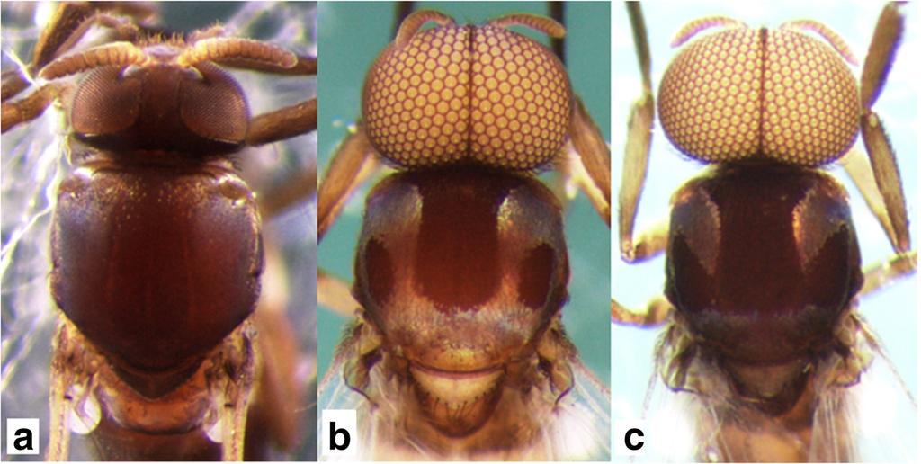 Takaoka et al. Parasites & Vectors (2016) 9:136 Page 2 of 12 Fig. 1 Heads and thoraces of the female, and two male forms of Simulium mirum n. sp. (a) Female. b Form A male. c Form B male.