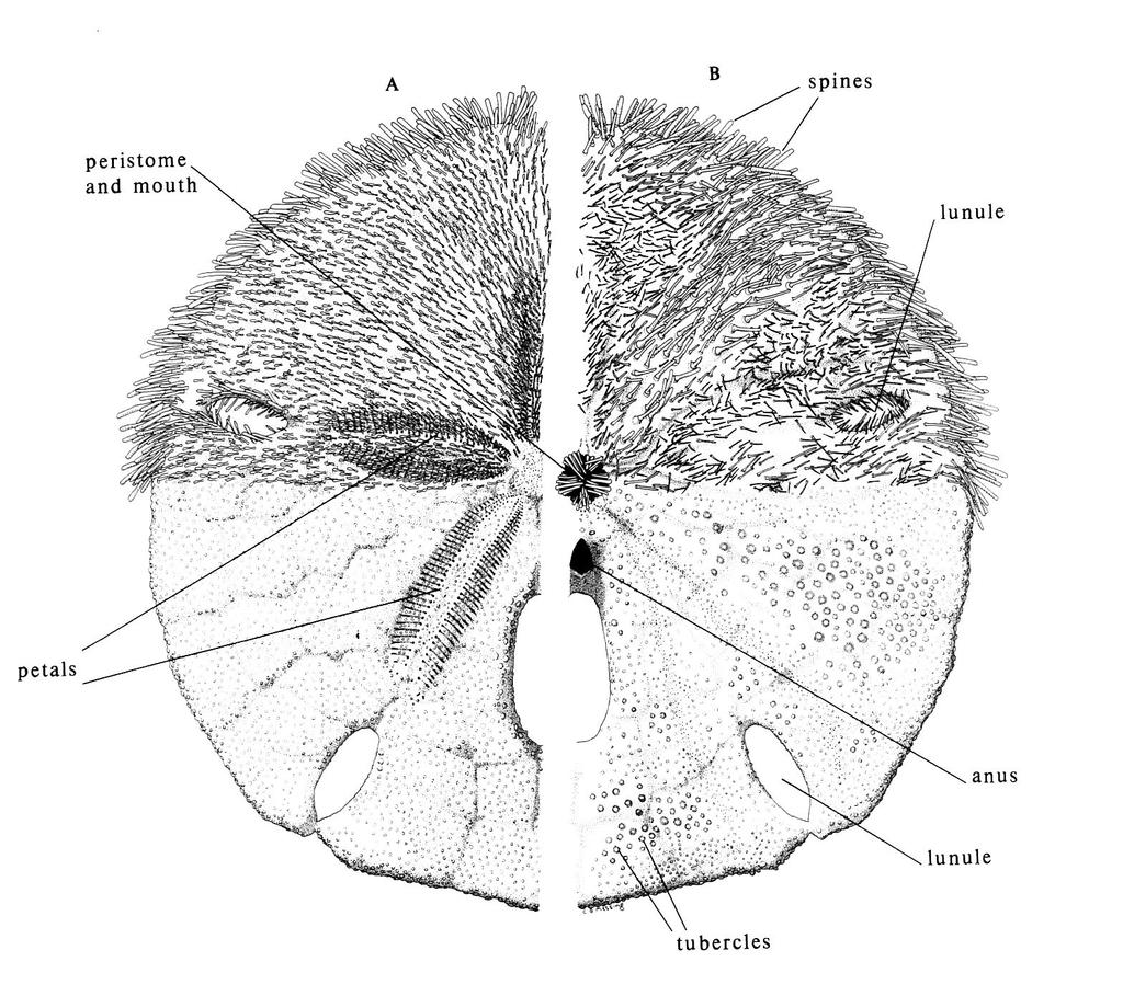 Defining characteristics of the Echinoidea Basics to the taxonomy of the Echinoidea Largely based upon skeletal elements Form of test Position of anus (aboral for