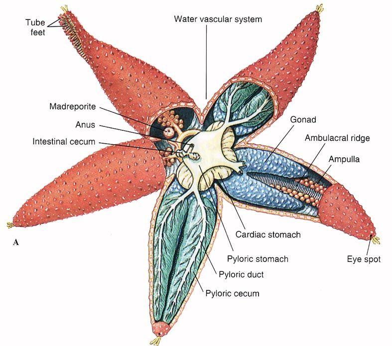 anatomy   starfish