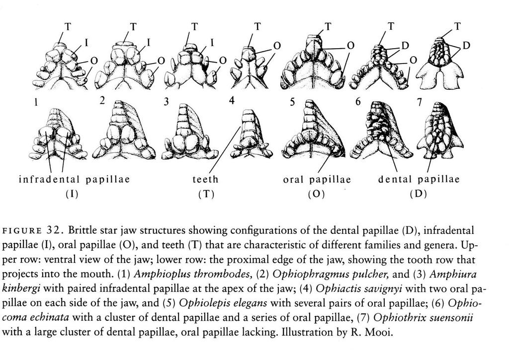 Basics to the taxonomy of the Ophiuroidea Tooth papillae Oral plate Oral