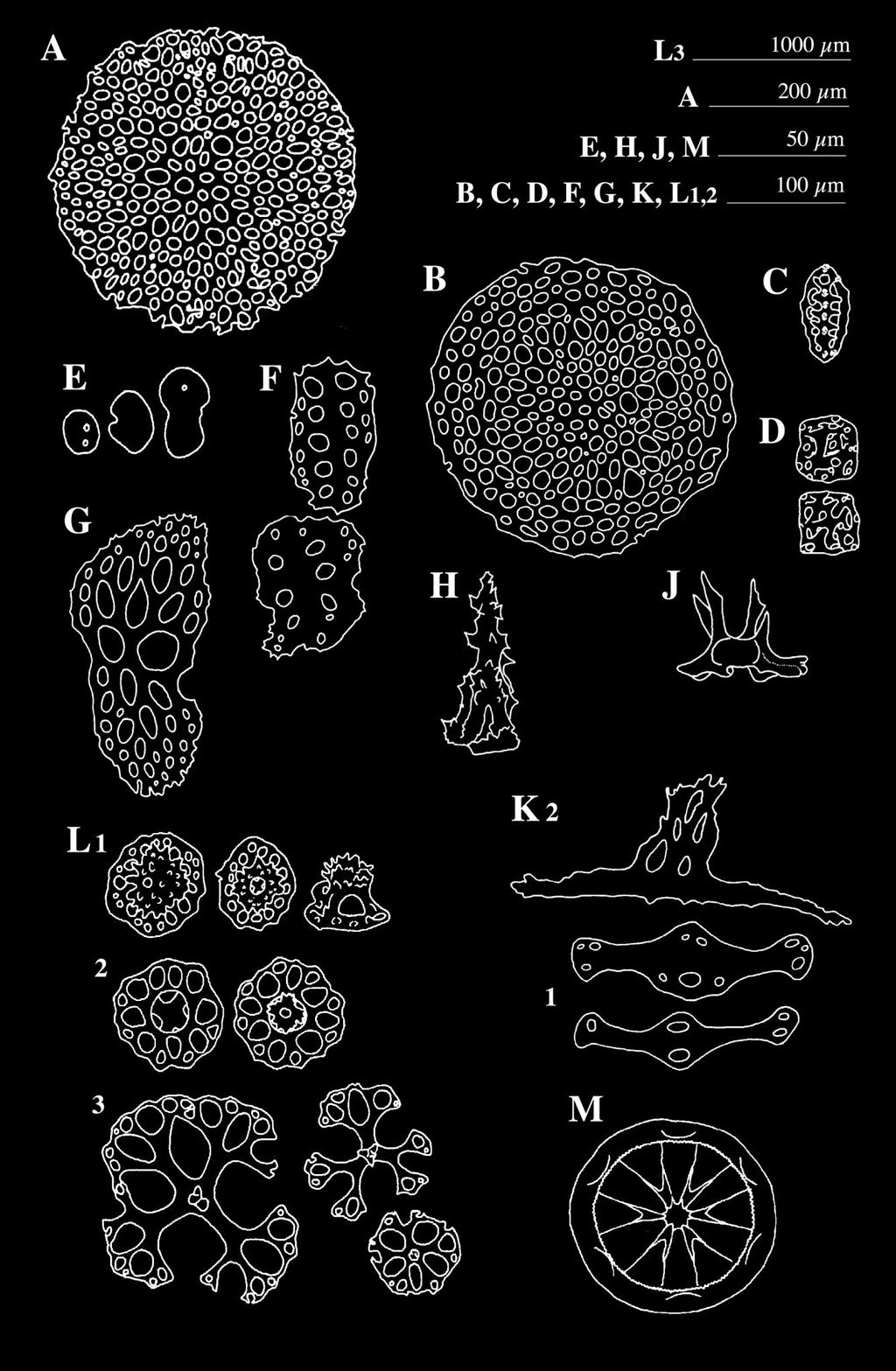 Larvae: bilateral