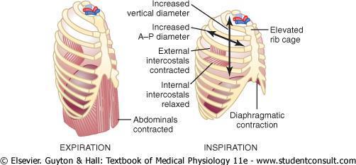 Muscular Events During Expiration Diaphragm relaxes Normal respiration