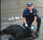 P AGE 5 Wildlife/Hunting News Release from: Oregon State Police OSP INVESTIGATING UNLAWFUL KILLING OF BLACK BEAR CUB NORTH OF ZIG ZAG Oregon State Police (OSP) Fish & Wildlife Division is asking for