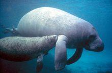 Florida Manatees Florida Manatees (Trichechus manatus latirostris) are a subspecies of the West Indian manatee and are found in Florida s coastal and fresh waters.